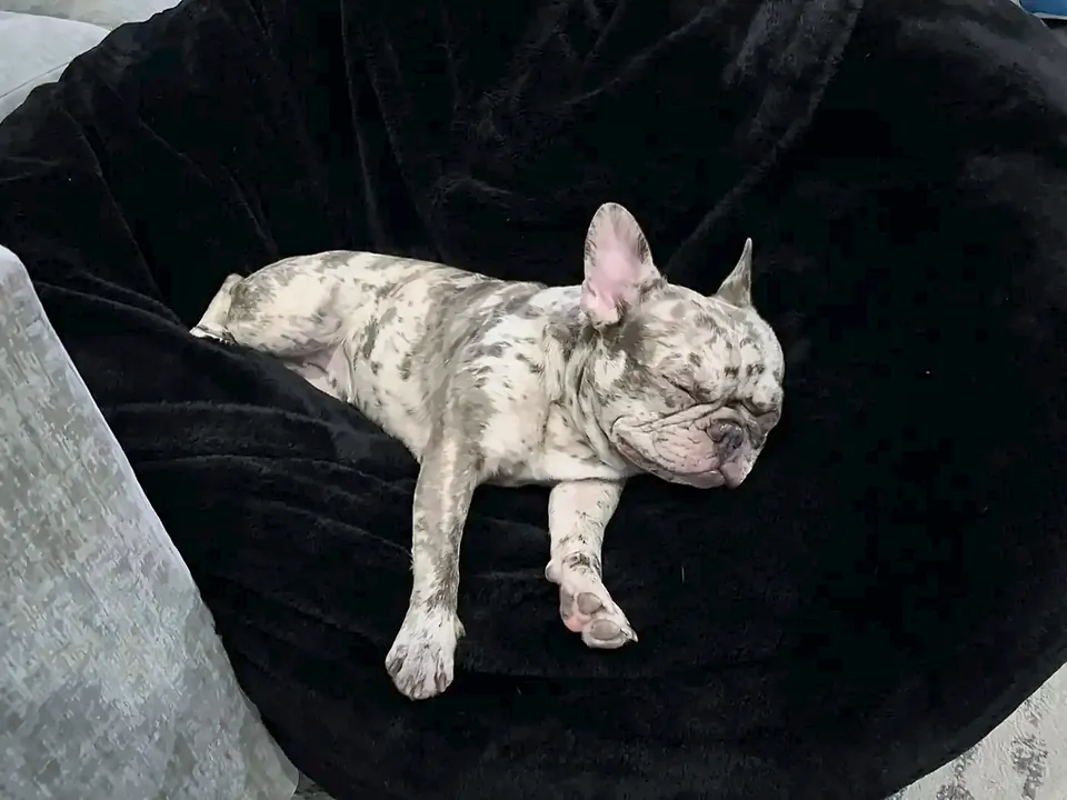 Maggie asleep, sprawled across her favorite extra-large black bean bag