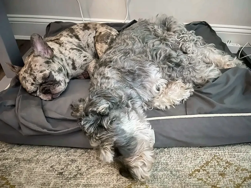 Maggie asleep on a gray dog bed, sharing it with one of her housemates, a scruffy gray dog