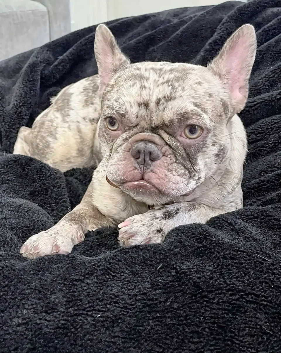 Maggie lying on a black fleece blanket, looking at the camera