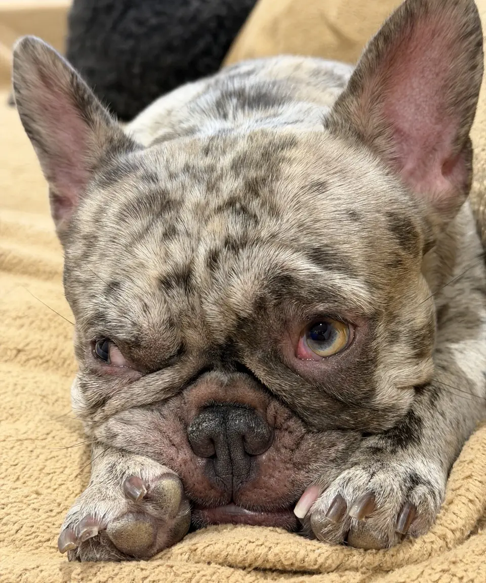 Close-up of Maggie, a merle French Bulldog, resting her chin on her paws on a tan blanket