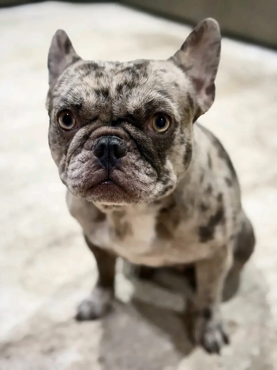 Maggie the merle French Bulldog sitting on a rug, looking up