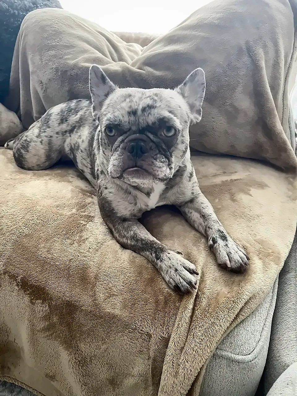 Maggie stretched out on a tan blanket on the couch