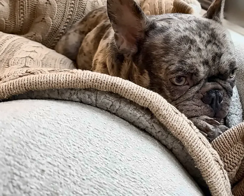 Maggie peeking out from under a knit blanket on the couch